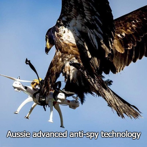 Advanced systems operational. | Aussie advanced anti-spy technology | image tagged in meanwhile in australia,eagle,drones,birds | made w/ Imgflip meme maker