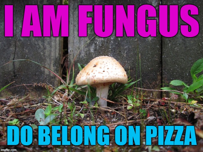 mushroom | I AM FUNGUS DO BELONG ON PIZZA | image tagged in mushroom | made w/ Imgflip meme maker