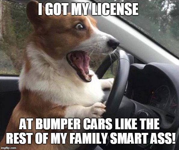 dog driving | I GOT MY LICENSE AT BUMPER CARS LIKE THE REST OF MY FAMILY SMART ASS! | image tagged in dog driving | made w/ Imgflip meme maker