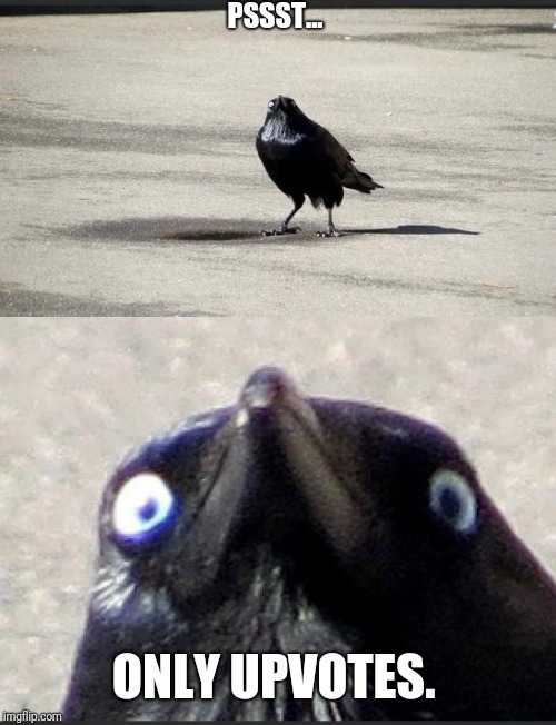 insanity crow | PSSST... ONLY UPVOTES. | image tagged in insanity crow | made w/ Imgflip meme maker