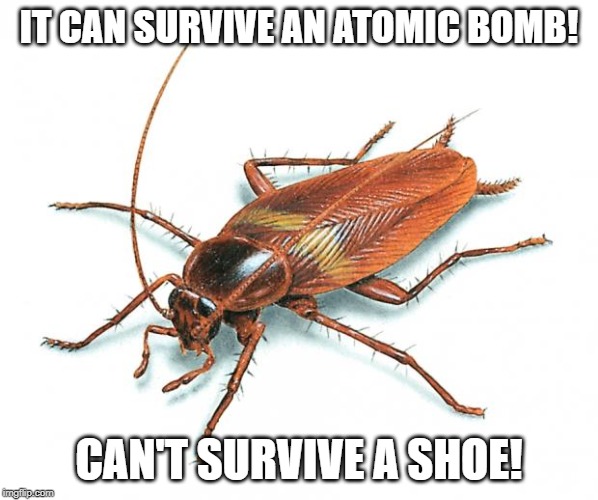 Cockroach | IT CAN SURVIVE AN ATOMIC BOMB! CAN'T SURVIVE A SHOE! | image tagged in cockroach | made w/ Imgflip meme maker