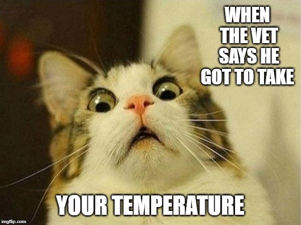 Scared Cat Meme | WHEN THE VET SAYS HE GOT TO TAKE; YOUR TEMPERATURE | image tagged in memes,scared cat | made w/ Imgflip meme maker