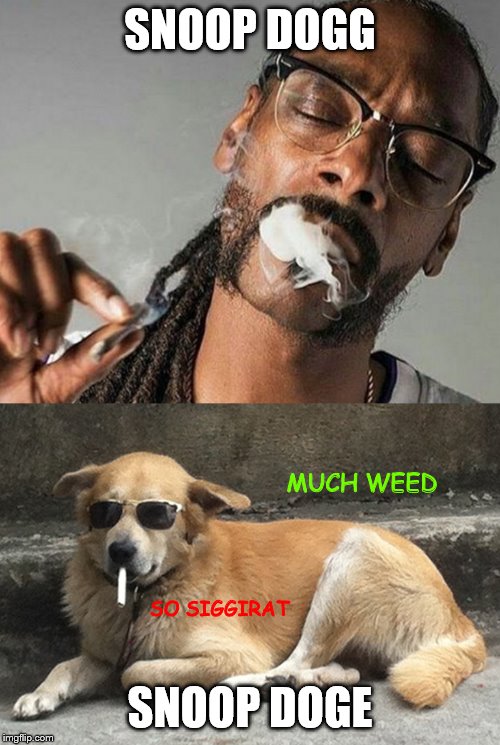 They both smoke that stuff... so... | SNOOP DOGG; MUCH WEED; SNOOP DOGE; SO SIGGIRAT | image tagged in snoop dogg,weed,memes,doge,dogs | made w/ Imgflip meme maker