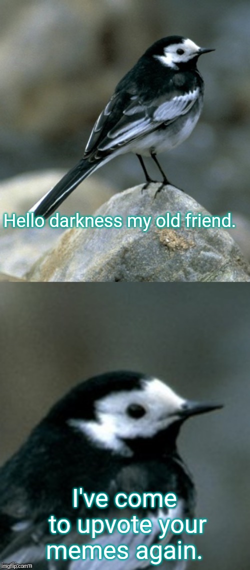 Clinically Depressed Pied Wagtail | Hello darkness my old friend. I've come to upvote your memes again. | image tagged in clinically depressed pied wagtail | made w/ Imgflip meme maker