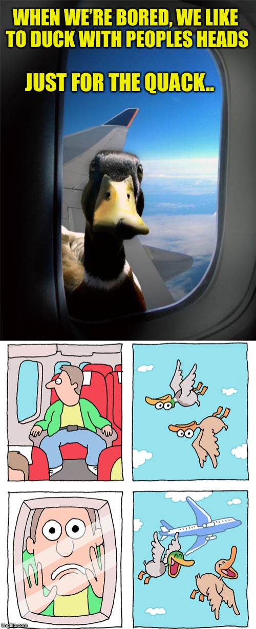 Why the duck not? | WHEN WE’RE BORED, WE LIKE TO DUCK WITH PEOPLES HEADS; JUST FOR THE QUACK.. | image tagged in joker,ducks,humans,panic attack | made w/ Imgflip meme maker