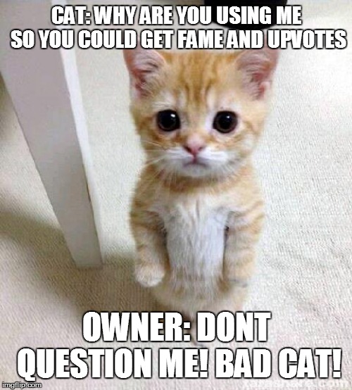 Sad Cat | CAT: WHY ARE YOU USING ME SO YOU COULD GET FAME AND UPVOTES; OWNER: DONT QUESTION ME! BAD CAT! | image tagged in memes,cute cat | made w/ Imgflip meme maker