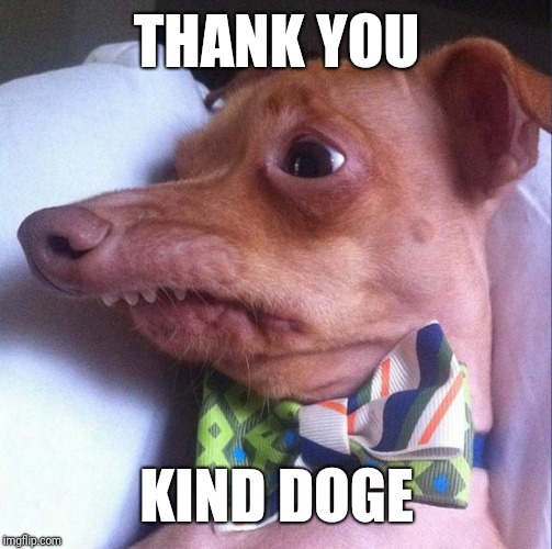 Tuna the dog (Phteven) | THANK YOU KIND DOGE | image tagged in tuna the dog phteven | made w/ Imgflip meme maker