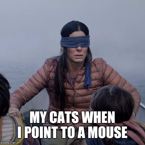 Bird Box Meme | MY CATS WHEN I POINT TO A MOUSE | image tagged in memes,bird box | made w/ Imgflip meme maker