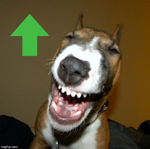 Laughing dog | image tagged in laughing dog | made w/ Imgflip meme maker