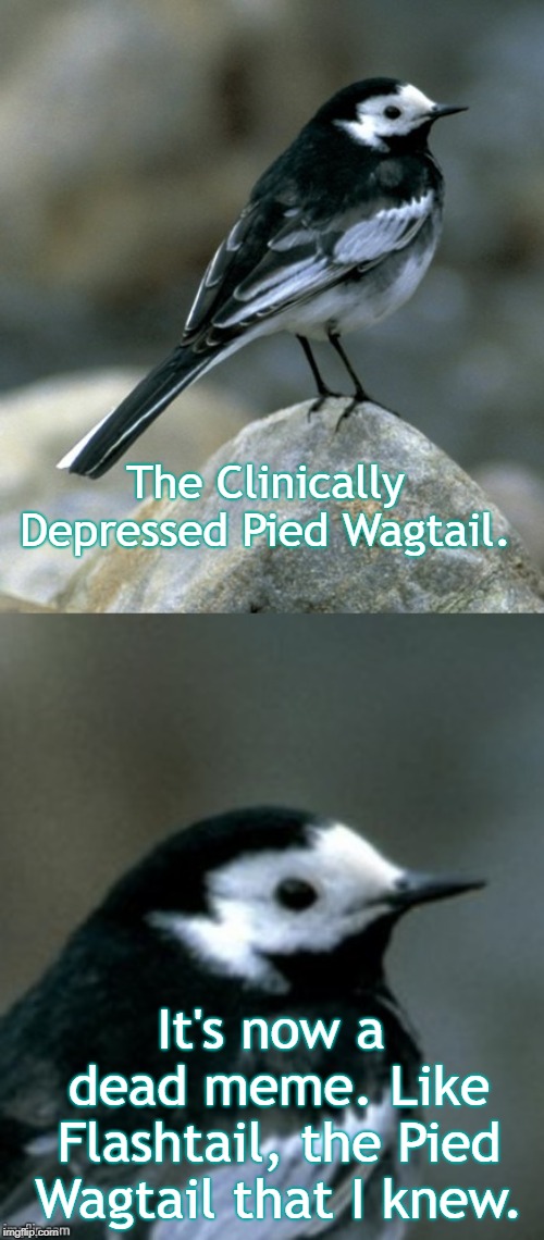 Clinically Depressed Pied Wagtail | The Clinically Depressed Pied Wagtail. It's now a dead meme. Like Flashtail, the Pied Wagtail that I knew. | image tagged in clinically depressed pied wagtail | made w/ Imgflip meme maker
