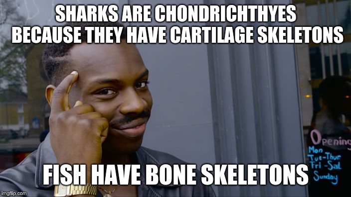 SHARKS ARE CHONDRICHTHYES BECAUSE THEY HAVE CARTILAGE SKELETONS FISH HAVE BONE SKELETONS | image tagged in you can't if you don't | made w/ Imgflip meme maker