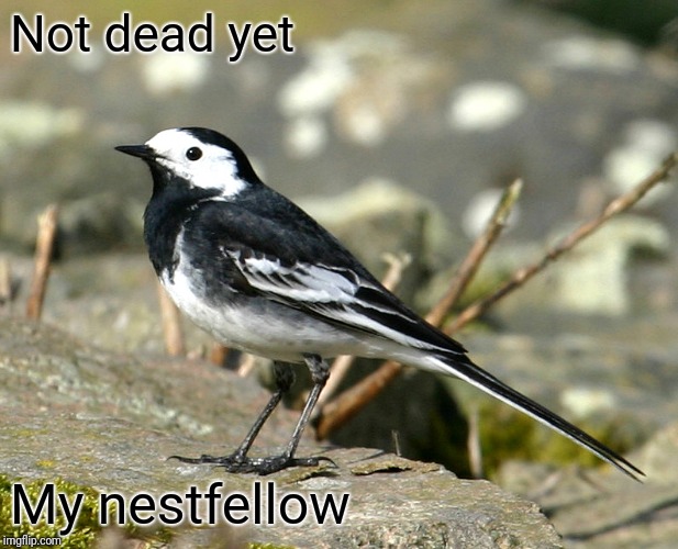 Savage Pied Wagtail | Not dead yet My nestfellow | image tagged in savage pied wagtail | made w/ Imgflip meme maker
