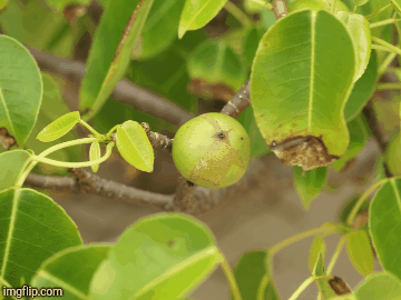 Manchineel Tree apple  | image tagged in gifs,poisonous tree | made w/ Imgflip images-to-gif maker
