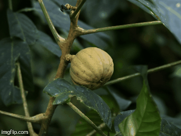 Sandbox Tree fruit  | image tagged in gifs,poisonous tree | made w/ Imgflip images-to-gif maker