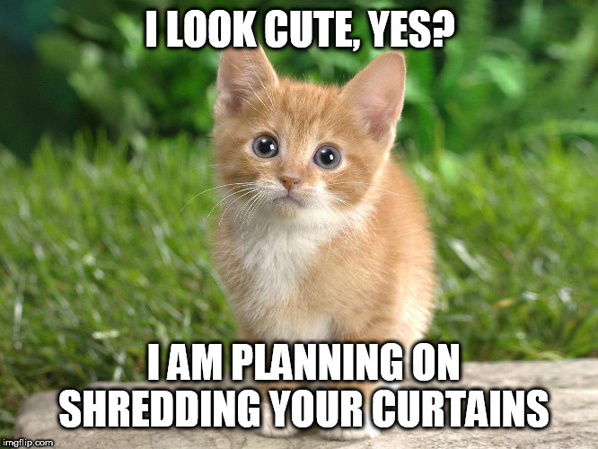 Katze | I LOOK CUTE, YES? I AM PLANNING ON SHREDDING YOUR CURTAINS | image tagged in katze | made w/ Imgflip meme maker
