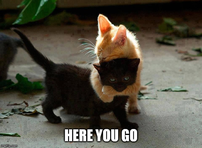 kitten hug | HERE YOU GO | image tagged in kitten hug | made w/ Imgflip meme maker