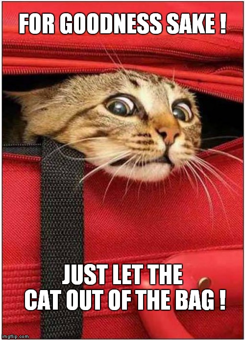 The Cat In The Bag ! | FOR GOODNESS SAKE ! JUST LET THE CAT OUT OF THE BAG ! | image tagged in cats | made w/ Imgflip meme maker