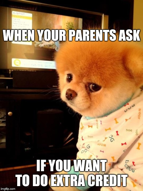 Boo the dog | WHEN YOUR PARENTS ASK; IF YOU WANT TO DO EXTRA CREDIT | image tagged in boo the dog | made w/ Imgflip meme maker