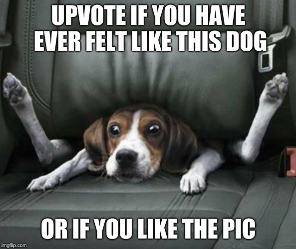 i feel like this dog every day | UPVOTE IF YOU HAVE EVER FELT LIKE THIS DOG; OR IF YOU LIKE THE PIC | image tagged in meme,dog,stuck | made w/ Imgflip meme maker