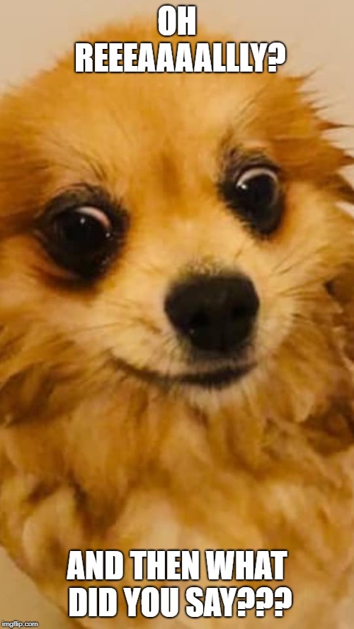 Bertie the Pomeranian shocked dog | OH REEEAAAALLLY? AND THEN WHAT DID YOU SAY??? | image tagged in pomeranian,shocked face,shocked,dog,funny dogs,bad pun dog | made w/ Imgflip meme maker