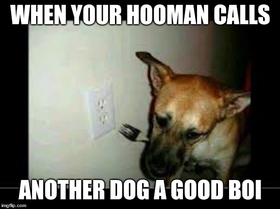 When your hooman calls another dog a good boi | WHEN YOUR HOOMAN CALLS; ANOTHER DOG A GOOD BOI | image tagged in rip doge | made w/ Imgflip meme maker