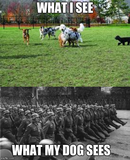 what i see vs what my dog sees | WHAT I SEE; WHAT MY DOG SEES | image tagged in dummy | made w/ Imgflip meme maker