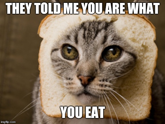 You are what you eat | THEY TOLD ME YOU ARE WHAT; YOU EAT | image tagged in memes,funny memes,funny,bread,funny cats,cats | made w/ Imgflip meme maker
