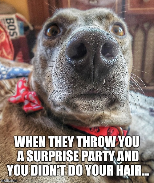 Surprise Party | WHEN THEY THROW YOU A SURPRISE PARTY AND YOU DIDN'T DO YOUR HAIR... | image tagged in dog,dogs,party,surprise,bad hair day | made w/ Imgflip meme maker