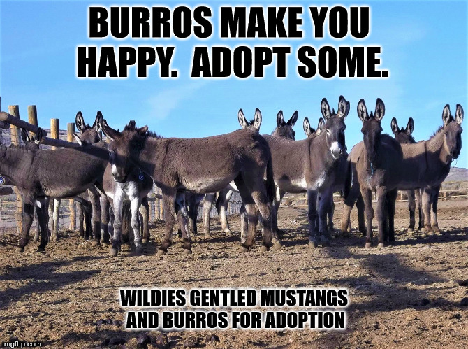 BURROS MAKE YOU HAPPY.
 ADOPT SOME. WILDIES GENTLED MUSTANGS AND BURROS FOR ADOPTION | image tagged in blm wild horse and burro program,mustang,burros,donkeys,adoptions,shrek | made w/ Imgflip meme maker