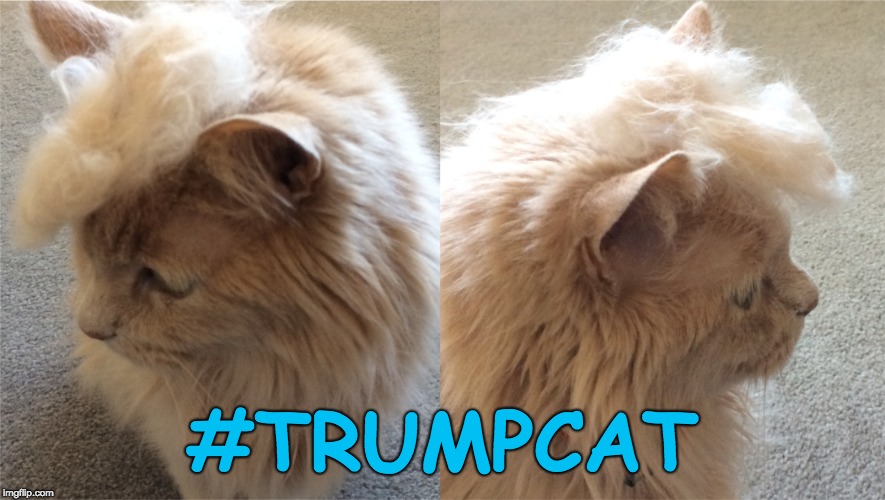 #TrumpCat |  #TRUMPCAT | image tagged in trump cat,hair,trump hair,donald trump hair | made w/ Imgflip meme maker