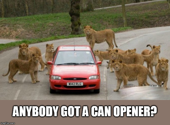 Canned food | ANYBODY GOT A CAN OPENER? | image tagged in can,lions,hungry,can opener,canned food | made w/ Imgflip meme maker