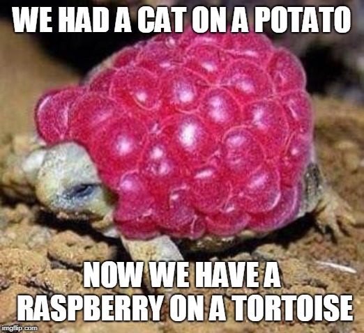 tortoises | WE HAD A CAT ON A POTATO; NOW WE HAVE A RASPBERRY ON A TORTOISE | image tagged in tortoise | made w/ Imgflip meme maker