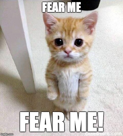 Cute Cat Meme | FEAR ME; FEAR ME! | image tagged in memes,cute cat | made w/ Imgflip meme maker