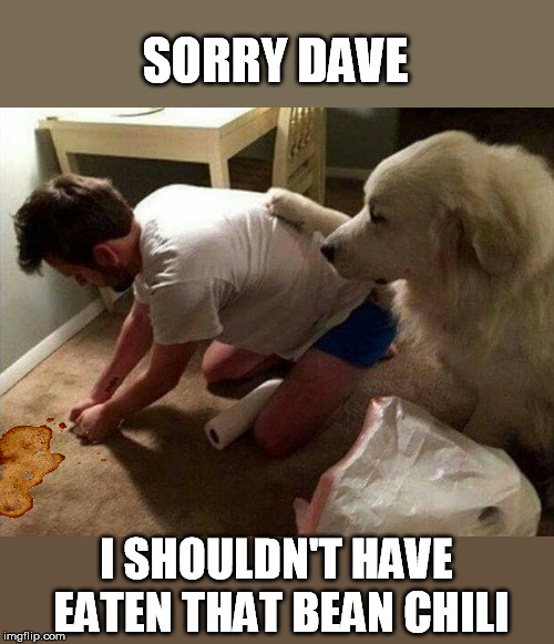 He didn't make it to the bathroom on time | SORRY DAVE; I SHOULDN'T HAVE EATEN THAT BEAN CHILI | image tagged in dog,chili,beans,dog poop | made w/ Imgflip meme maker