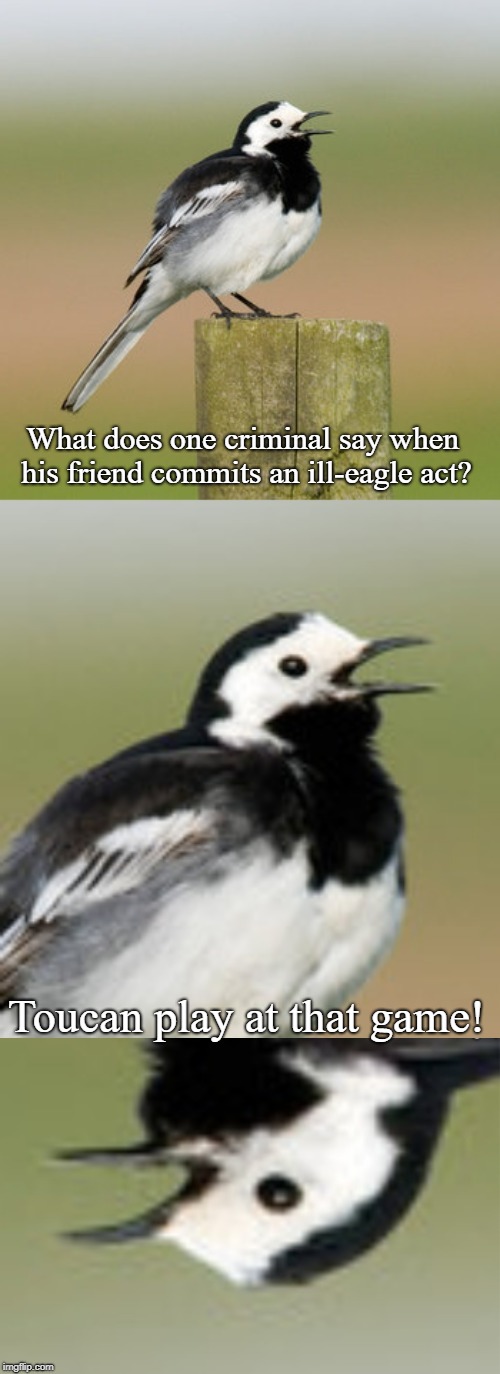 Was this meme Emu-sing, or just plain old un-pheasant? | What does one criminal say when his friend commits an ill-eagle act? Toucan play at that game! | image tagged in bad pun flashtail,bird,bad puns,birb,criminal | made w/ Imgflip meme maker
