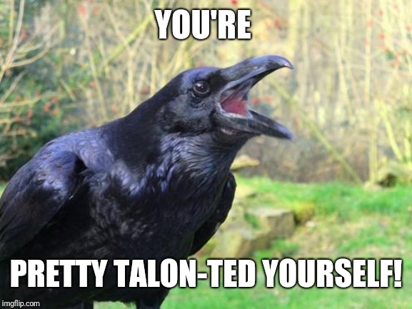 raven | YOU'RE PRETTY TALON-TED YOURSELF! | image tagged in raven | made w/ Imgflip meme maker