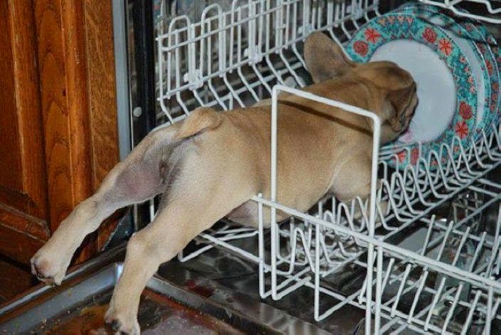 Pup in dishwasher Blank Meme Template