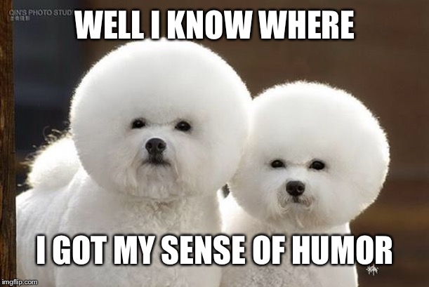Bichon Frise | WELL I KNOW WHERE I GOT MY SENSE OF HUMOR | image tagged in bichon frise | made w/ Imgflip meme maker