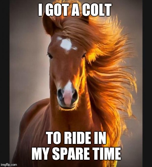 Horse | I GOT A COLT TO RIDE IN MY SPARE TIME | image tagged in horse | made w/ Imgflip meme maker