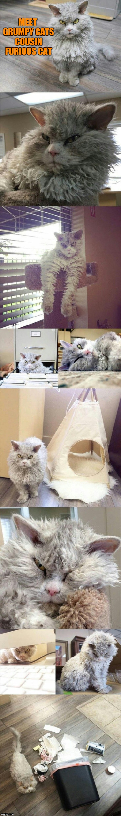 If looks could kill | MEET GRUMPY CATS COUSIN FURIOUS CAT | image tagged in furious cat | made w/ Imgflip meme maker