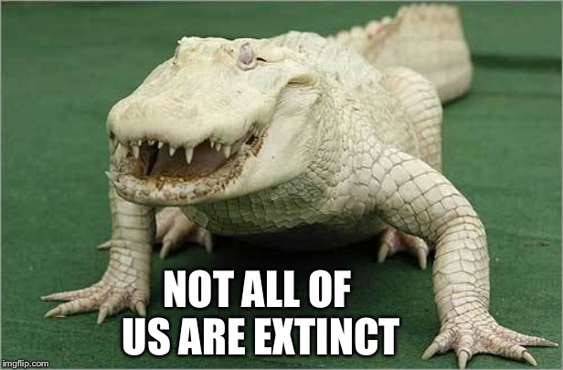 Albino Aligator | NOT ALL OF US ARE EXTINCT | image tagged in albino aligator | made w/ Imgflip meme maker