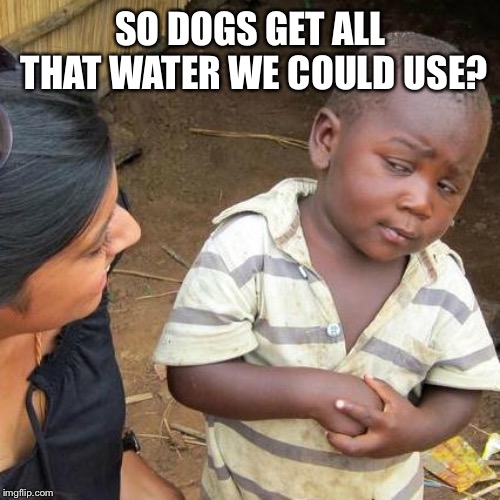 Third World Skeptical Kid Meme | SO DOGS GET ALL THAT WATER WE COULD USE? | image tagged in memes,third world skeptical kid | made w/ Imgflip meme maker