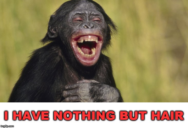 laughing monkey,memes | I HAVE NOTHING BUT HAIR | image tagged in laughing monkey memes | made w/ Imgflip meme maker