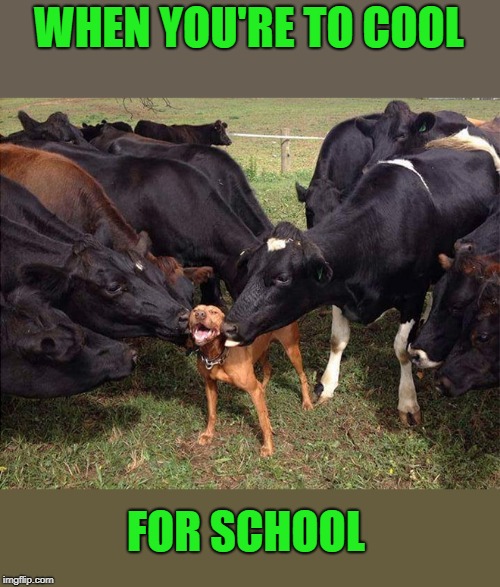 Friends | WHEN YOU'RE TO COOL; FOR SCHOOL | image tagged in friendship,dog,cows | made w/ Imgflip meme maker