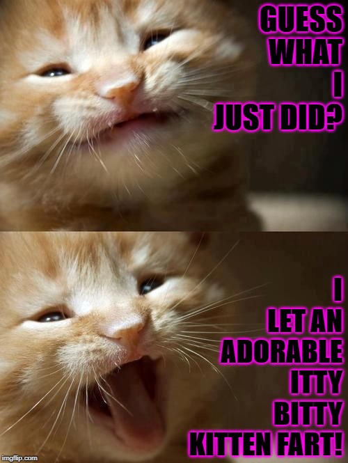 GUESS WHAT I JUST DID? I LET AN ADORABLE ITTY BITTY KITTEN FART! | image tagged in kitten fart | made w/ Imgflip meme maker