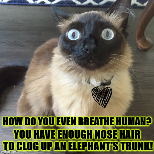 YOU HAVE ENOUGH NOSE HAIR TO CLOG UP AN ELEPHANT'S TRUNK! HOW DO YOU EVEN BREATHE HUMAN? | image tagged in how human | made w/ Imgflip meme maker