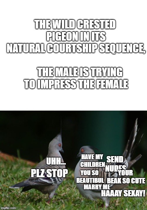 crested pigeons | THE WILD CRESTED PIGEON IN ITS NATURAL COURTSHIP SEQUENCE,                     THE MALE IS TRYING TO IMPRESS THE FEMALE; HAVE MY CHILDREN; UHH... SEND NUDES; YOUR BEAK SO CUTE; PLZ STOP; YOU SO BEAUTIBUL; HAAAY SEXAY! MARRY ME | image tagged in crested pigeon,birb,memes,fun,pigeon | made w/ Imgflip meme maker