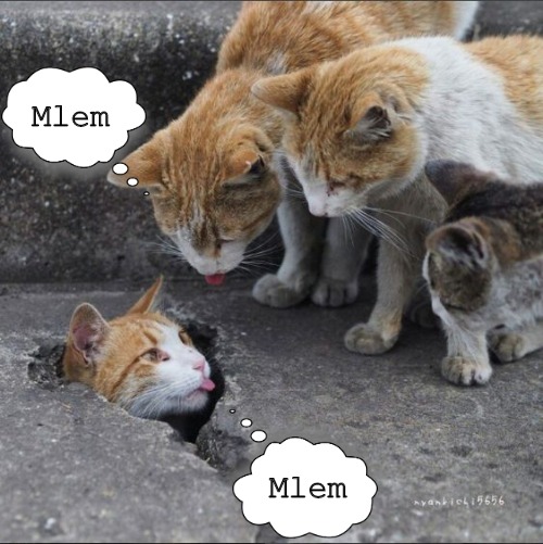 Ralphie had to question if his friends were taking the underground spy network seriously when the new password was set that day. | Mlem; Mlem | image tagged in cats,spy,funny cat memes,tongue | made w/ Imgflip meme maker