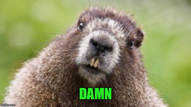 Mr Beaver | DAMN | image tagged in mr beaver | made w/ Imgflip meme maker