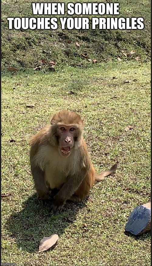 Scary monkey, walking down the streeeeeeeet | WHEN SOMEONE TOUCHES YOUR PRINGLES | image tagged in monkey bearing teeth | made w/ Imgflip meme maker